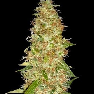 Moon Walker Kush (Spliff Seeds) feminizada