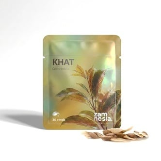 Qat (Catha edulis) 10 semillas