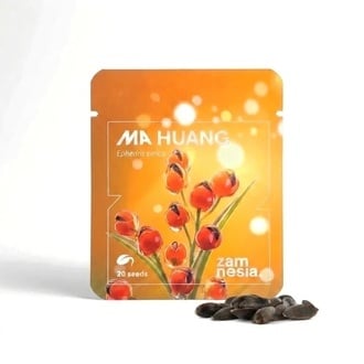 Ma Huang Semillas (Ephedra sinica) 20 Semillas