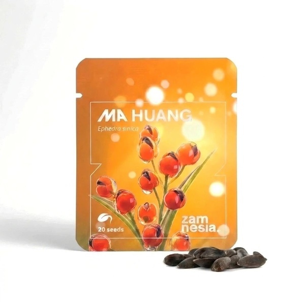 Ma Huang Semillas (Ephedra sinica) 20 Semillas