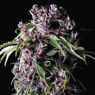 Purple (Pyramid Seeds) feminizada