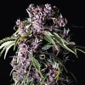 Purple (Pyramid Seeds) feminizada