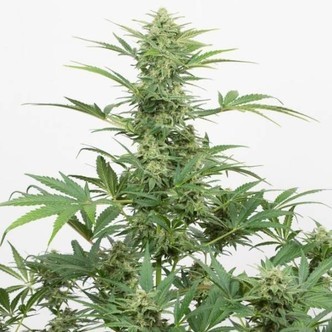 Industrial Plant Autofloreciente CBD (Dinafem) feminizada