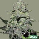 Gorilla Bomb (Bomb Seeds) feminizada