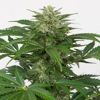 Haze Autofloreciente CBD (Dinafem) feminizada