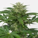 Haze Autofloreciente CBD (Dinafem) feminizada