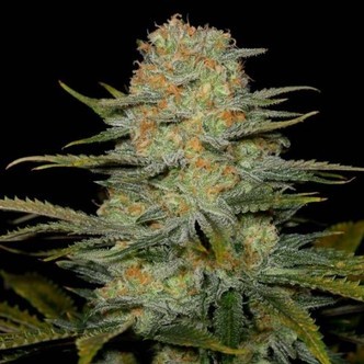 Amnesia CBD (Dinafem) feminizada