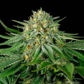 Bubba Kush CBD (Dinafem) feminizada