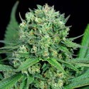 Cheese CBD (Dinafem) feminizada