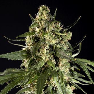 Lemon Auto CBD (Philosopher Seeds) feminizada