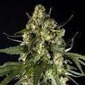 Lemon Auto CBD (Philosopher Seeds) feminizada