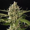 Lemon OG Candy (Philosopher Seeds) feminizada