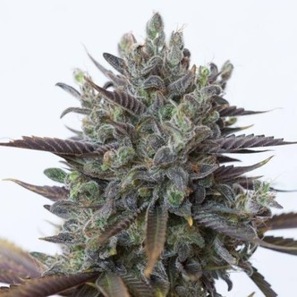 Purple Orange CBD (Dinafem) feminizada