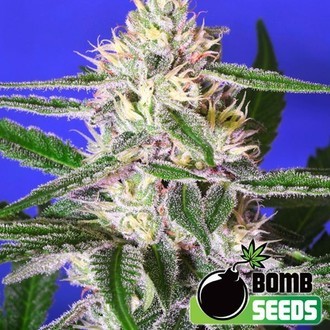 Edam Bomb (Bomb Seeds) feminizada