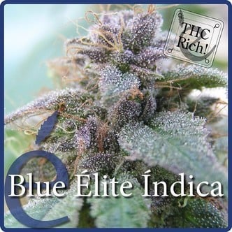 Blue Elite Indica (Elite Seeds) feminizada