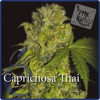 Caprichosa Thai (Elite Seeds) feminizada