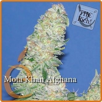 Mota Khan Afghana (Elite Seeds) feminizada