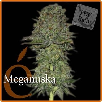 Meganuska (Elite Seeds) feminizada