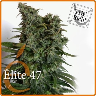 Elite 47 (Elite Seeds) feminizada