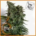 Elite 47 (Elite Seeds) feminizada
