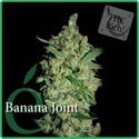 Banana Joint (Elite Seeds) feminizada