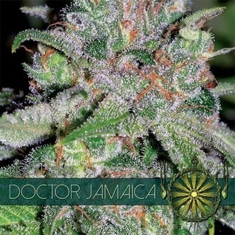 Doctor Jamaica (Vision Seeds) feminizada