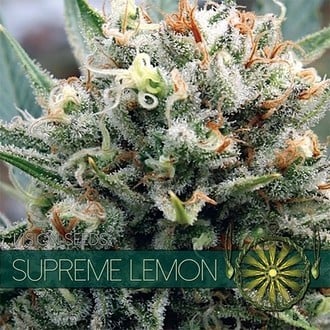 Supreme Lemon (Vision Seeds) feminizada