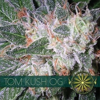 Tom Kush OG (Vision Seeds) feminizada