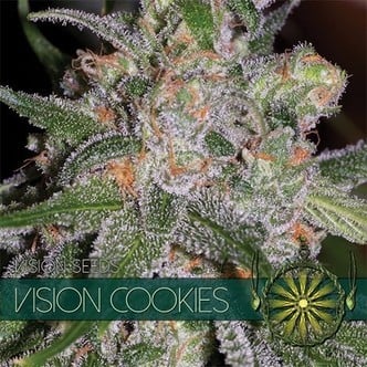 Vision Cookies (Vision Seeds) feminizada