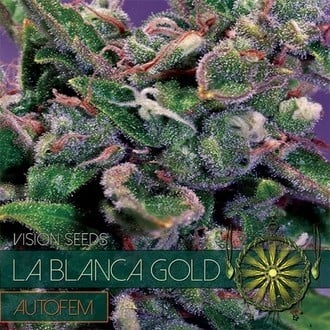 La Blanca Gold Autofloreciente (Vision Seeds) feminizada