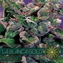 La Blanca Gold Autofloreciente (Vision Seeds) feminizada