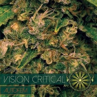 Vision Critical Autofloreciente (Vision Seeds) feminizada