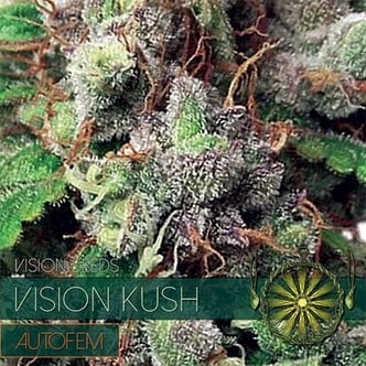 Vision Kush Autofloreciente (Vision Seeds) feminizada
