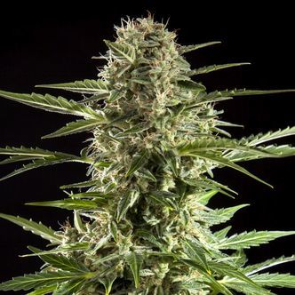 Cheesy Auto CBD (Philosopher Seeds) feminizada