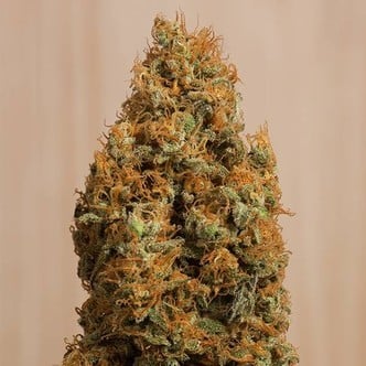 Green Crack CBD (Humboldt Seeds) feminizada