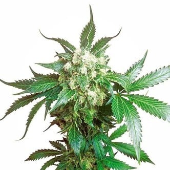 Black Domina (Sensi Seeds) Feminizada