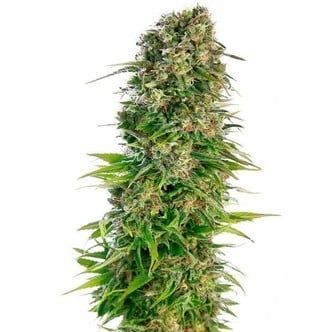 Hindu Kush Automatic (Sensi Seeds) feminizada