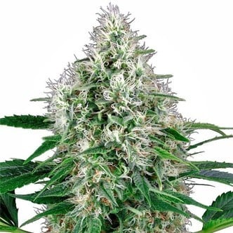 Pure Power Plant Automatic (White Label) feminizada