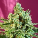 S.A.D. Sweet Afgani Delicious CBD (Sweet Seeds) feminizada