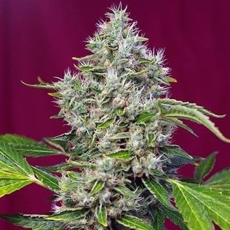 San Fernando Lemon Kush (Sweet Seeds) feminizada