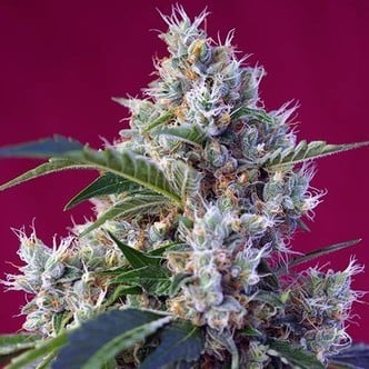 Indigo Berry Kush (Sweet Seeds) feminizada