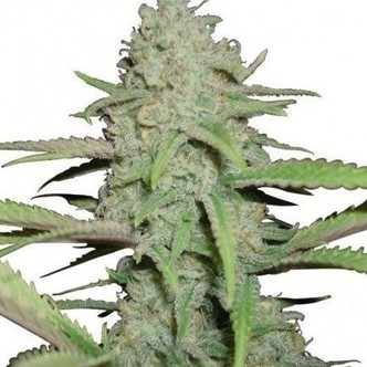 Sweet Bubble (Zativo Seeds) feminizada