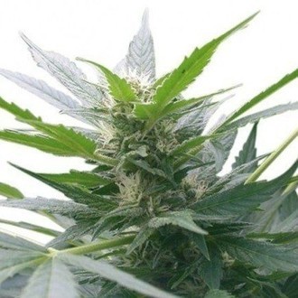 Afghan Kush (Zativo Seeds) feminizada