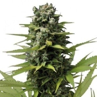 Blue Haze (Zativo Seeds) feminizada