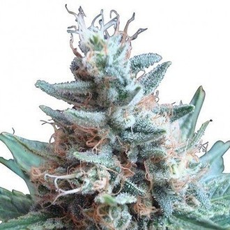 Sweet Candy (Zativo Seeds) feminizada