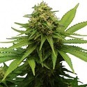 Critical (Zativo Seeds) feminizada