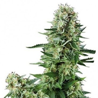 White Widow (Zativo Seeds) feminizada