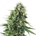 Chocolate Haze (Zativo Seeds) feminizada