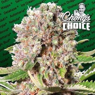 Mendocino Skunk (Paradise Seeds) feminizada