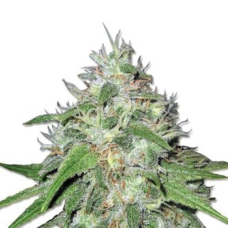 Amnesia Haze (Sensation Seeds) feminizada